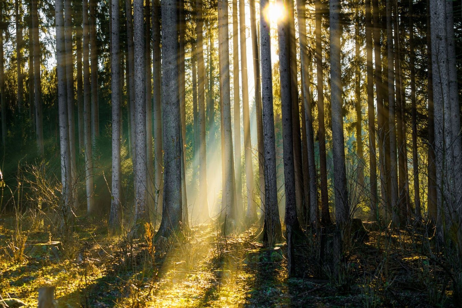 Sonnenlicht fällt durch dicht stehende Bäume eines Nadelwaldes